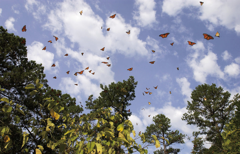 Connecting with Nature: Kevin Pieper Photography Book – Pediment Publishing